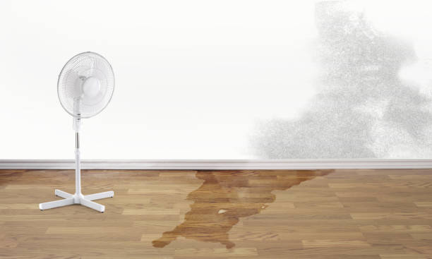 Best Water damage contractors near me  in Lynnwood, WA