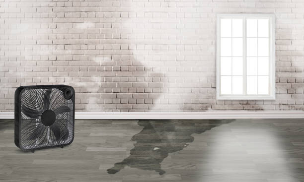  Lynnwood, WA Water damage restoration Pros