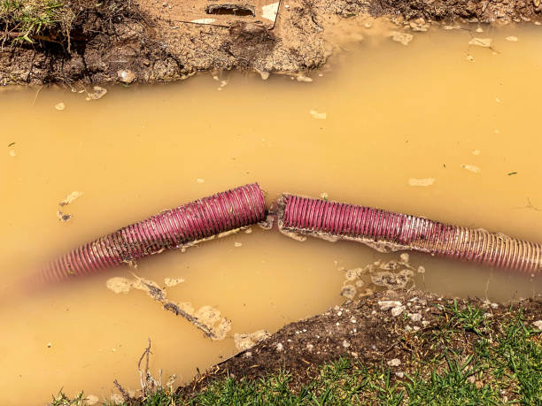 Best Basement water damage restoration  in Lynnwood, WA